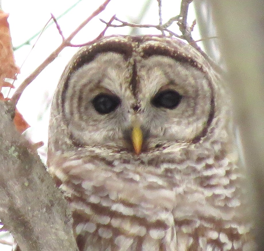 Barred Owl - ML43754271