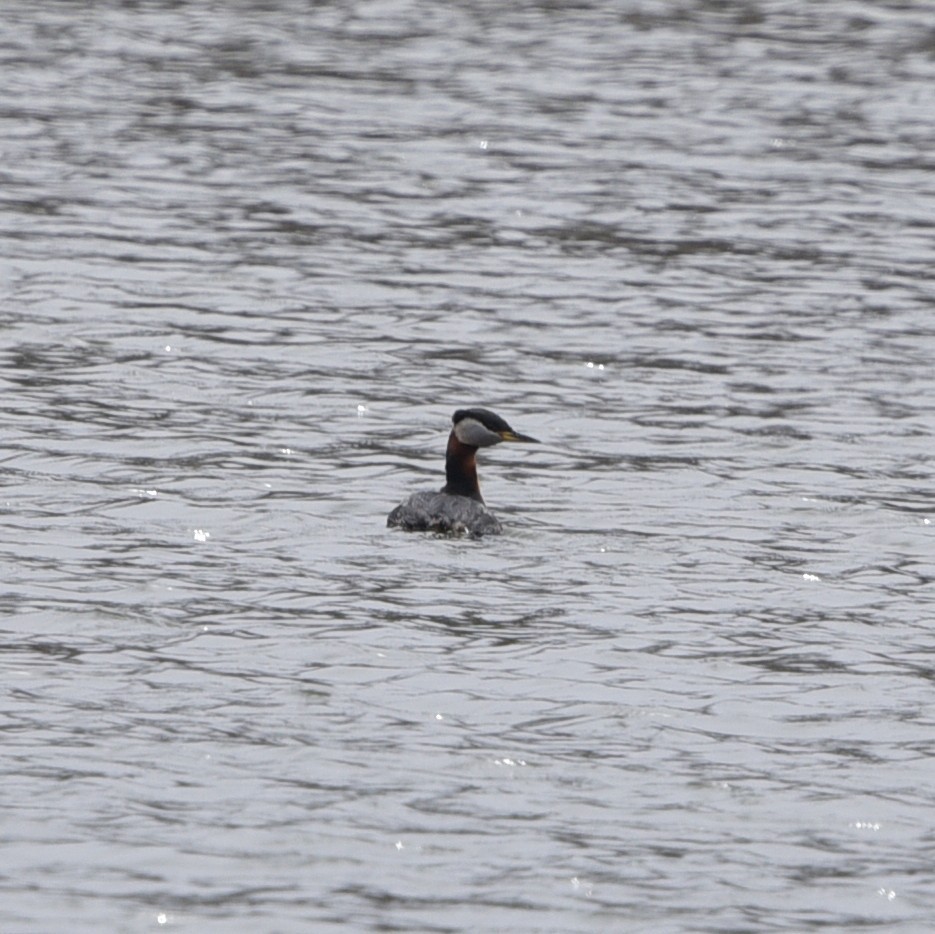 Red-necked Grebe - ML437544511