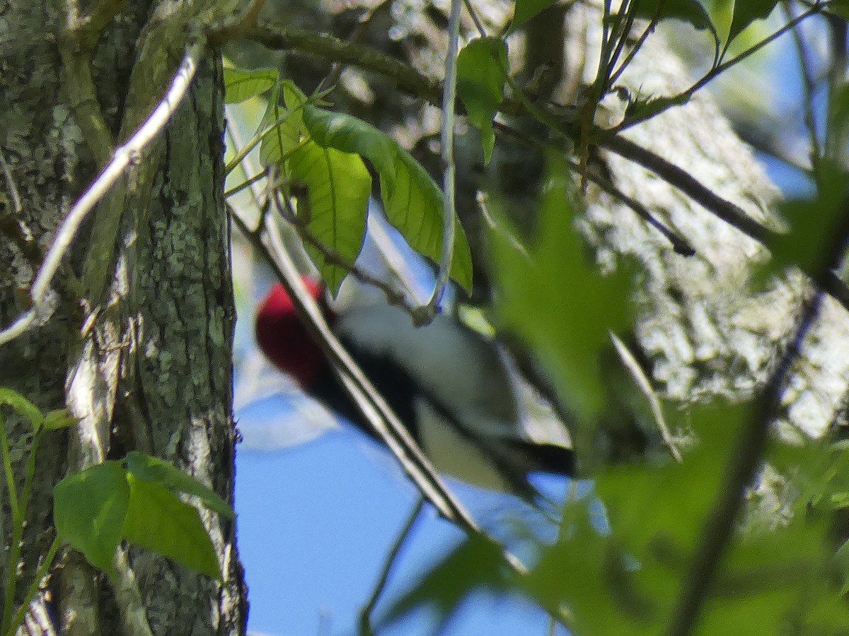 Red-headed Woodpecker - ML437545971