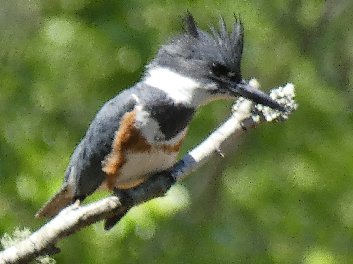 Belted Kingfisher - ML437546001