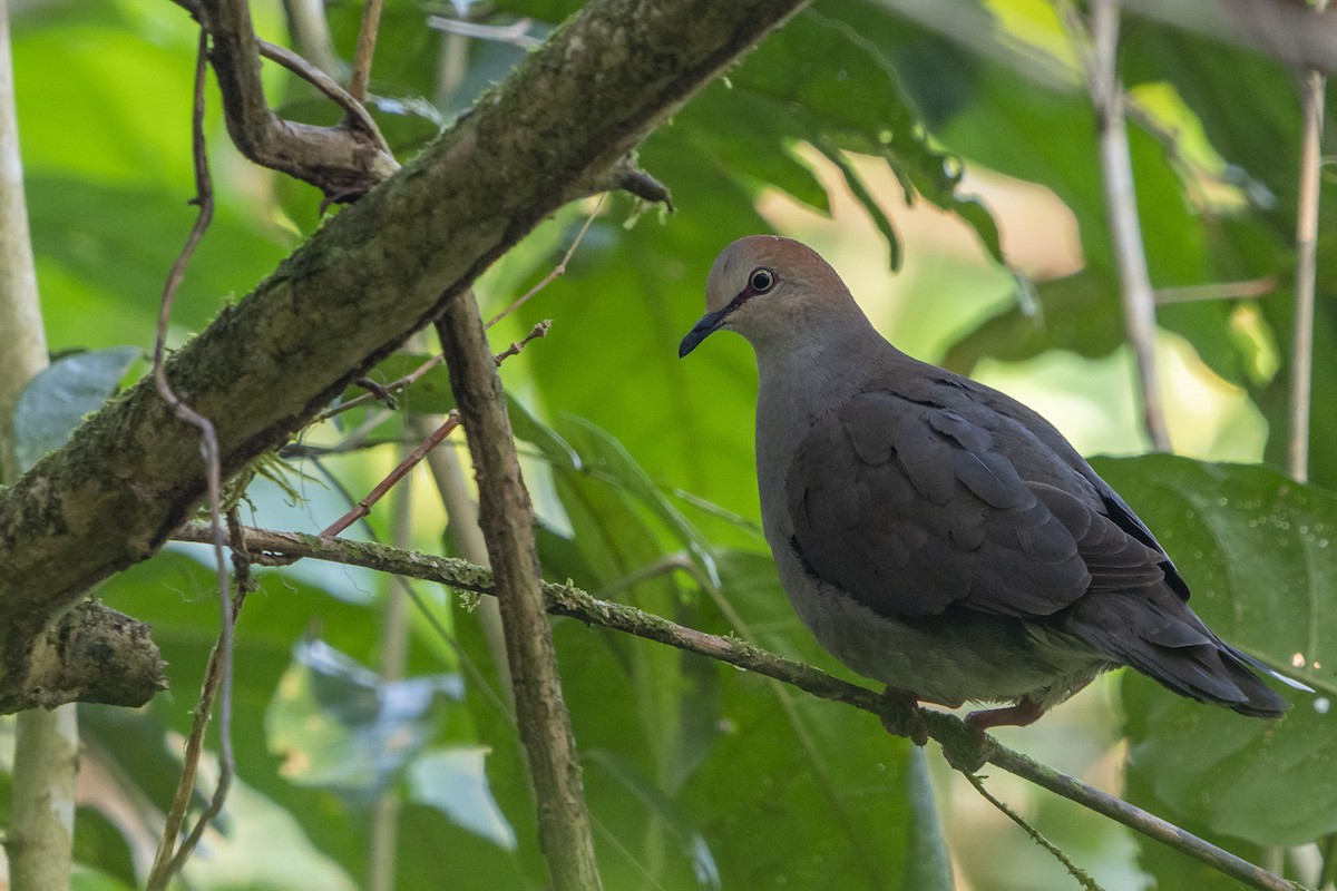 Gray-chested Dove - ML437547241