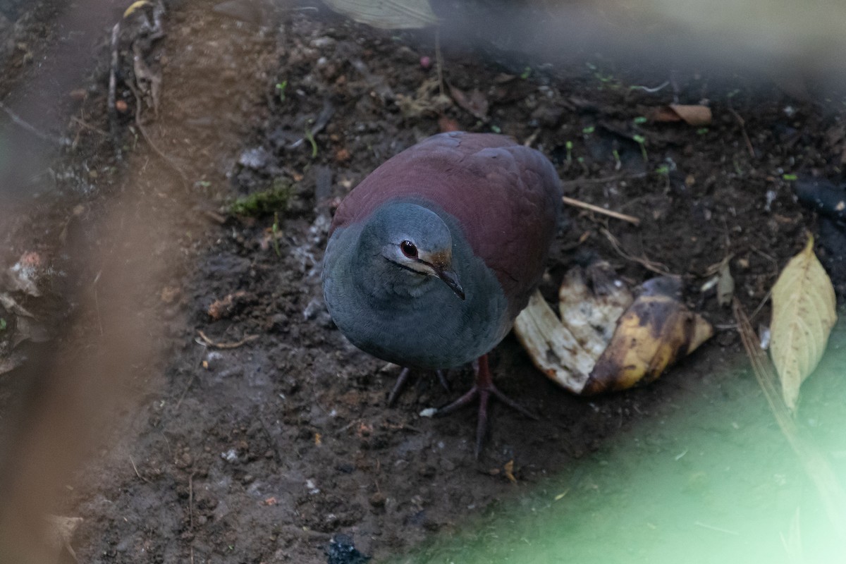 Buff-fronted Quail-Dove - ML437550251