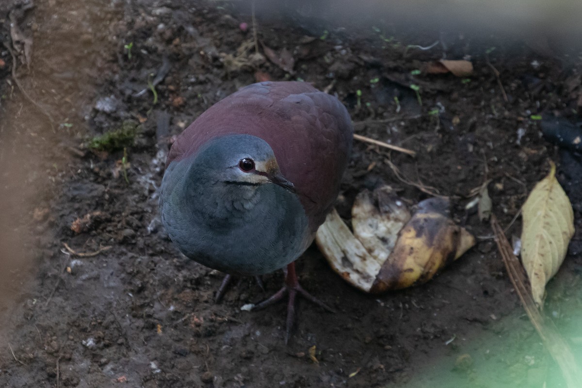 Buff-fronted Quail-Dove - ML437550261