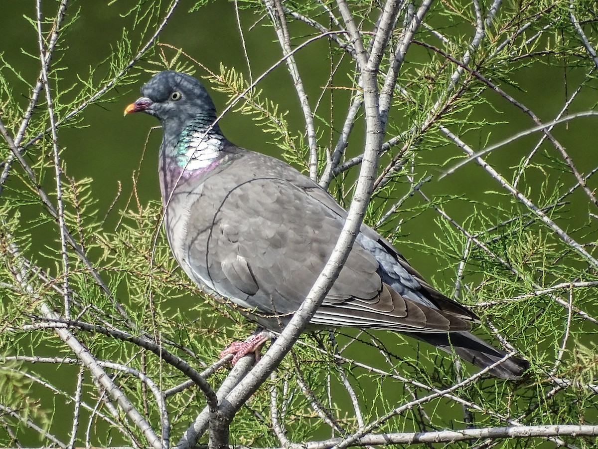 Common Wood-Pigeon - ML437552581