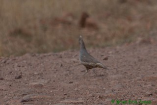 Scaled Quail, ML437556961