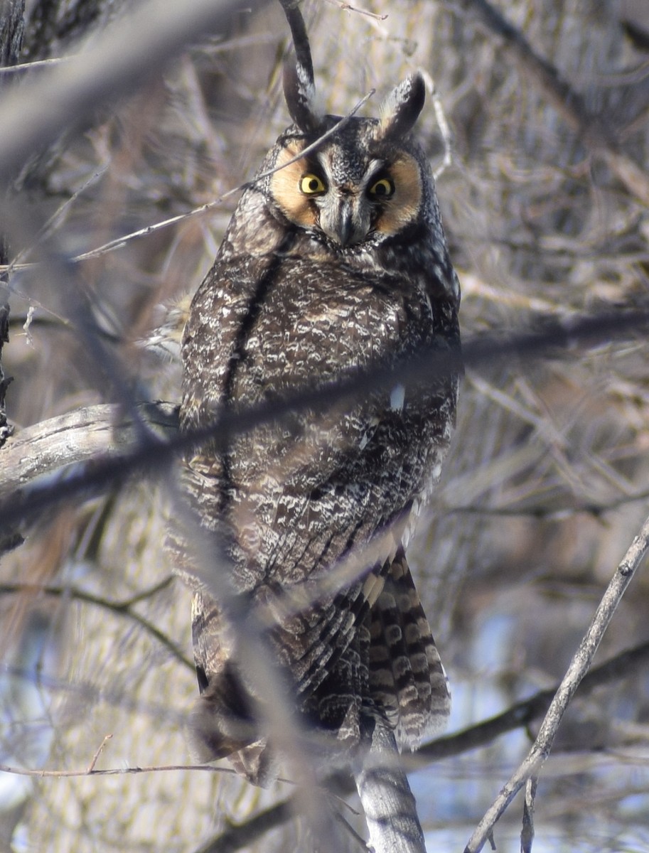 Long-eared Owl - ML437558201