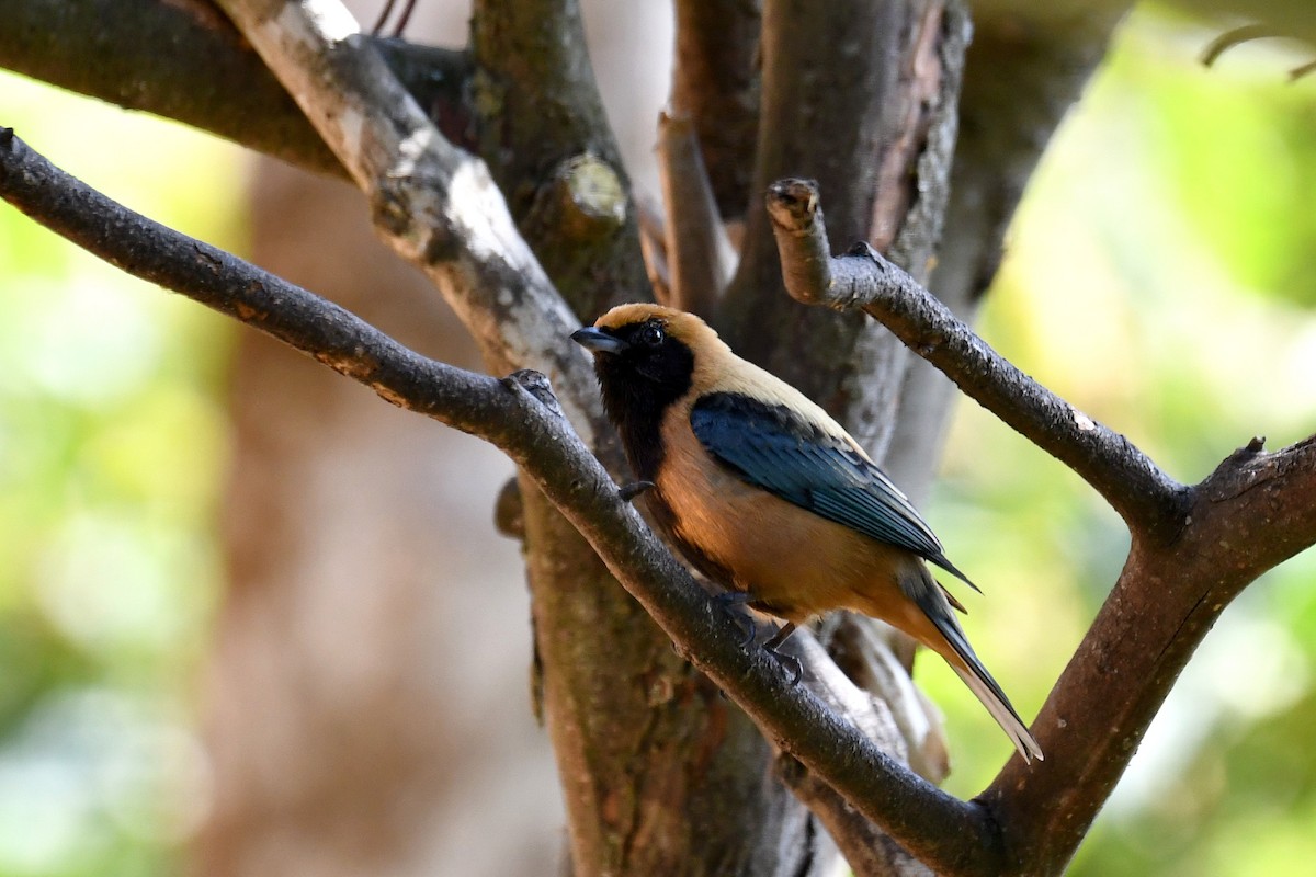 Burnished-buff Tanager - ML43756071