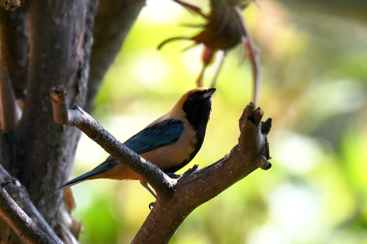 Burnished-buff Tanager - Brian Henderson