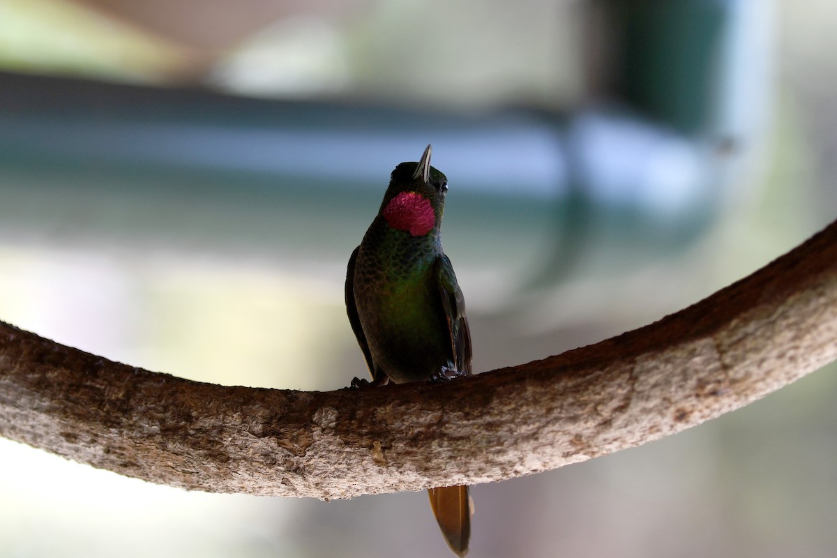 kolibřík brazilský - ML43756111
