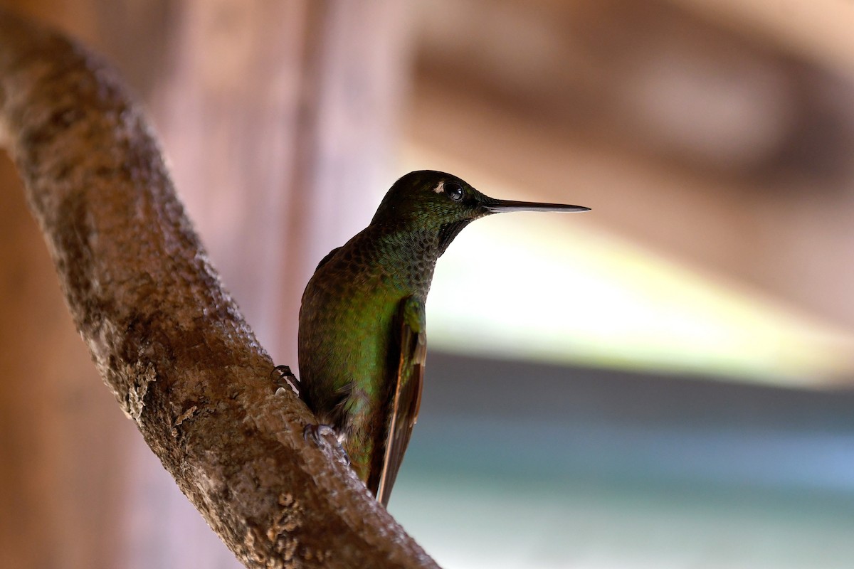 kolibřík brazilský - ML43756121