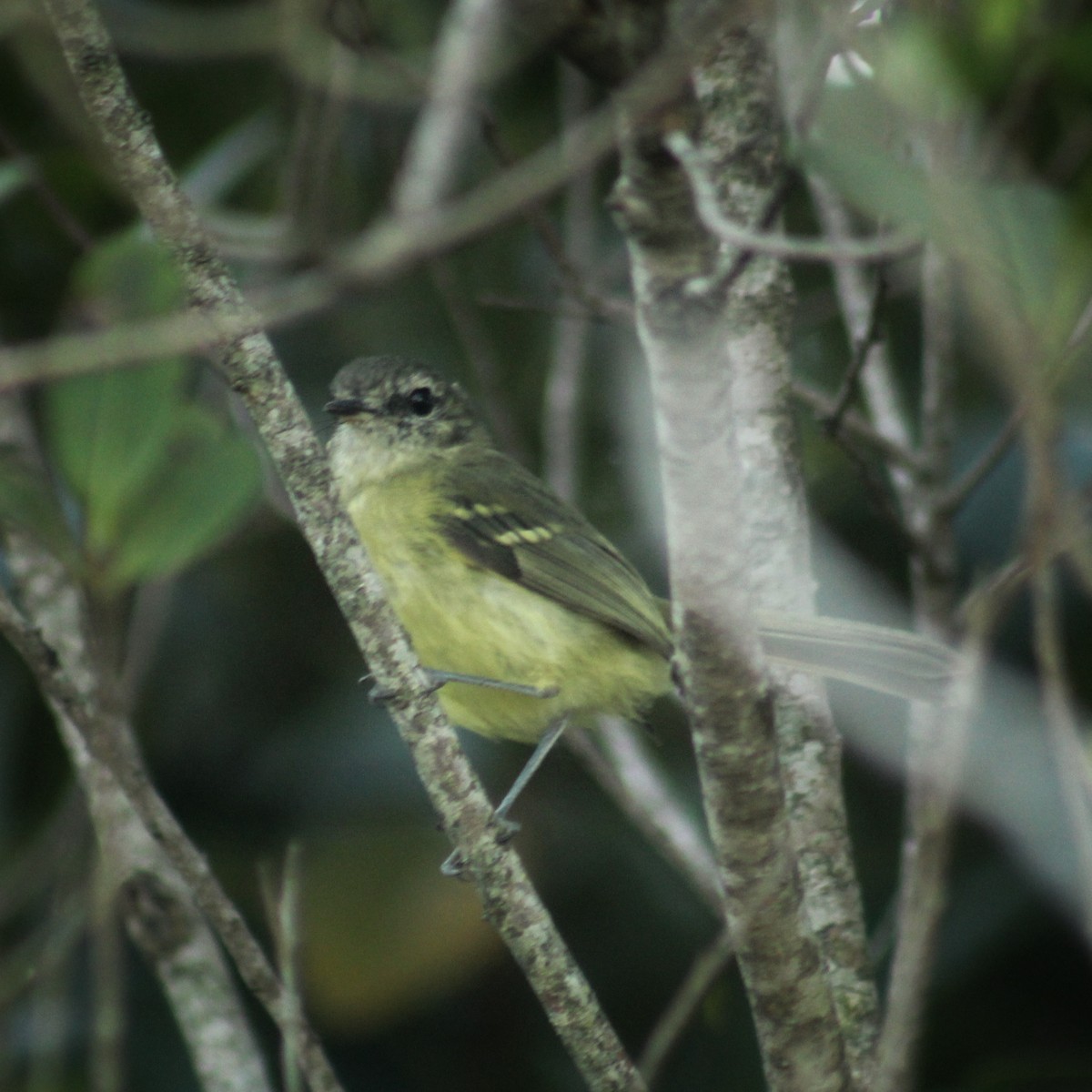 Mottle-cheeked Tyrannulet - Guillermo Andreo