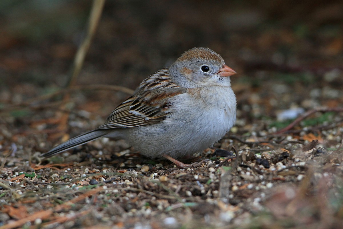 Field Sparrow - ML437563281