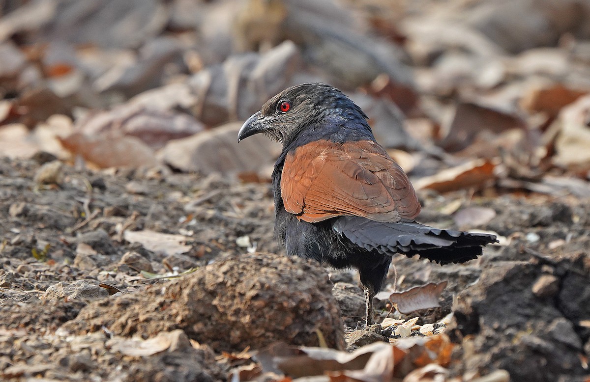 Greater Coucal - ML437563471