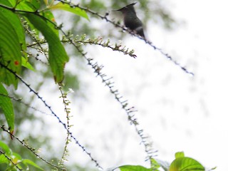 Antillean Crested Hummingbird, ML43756521