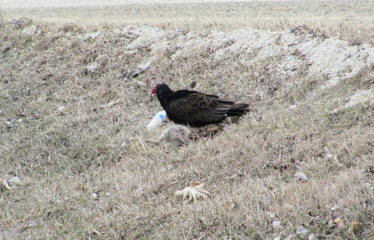 Turkey Vulture - ML437566461