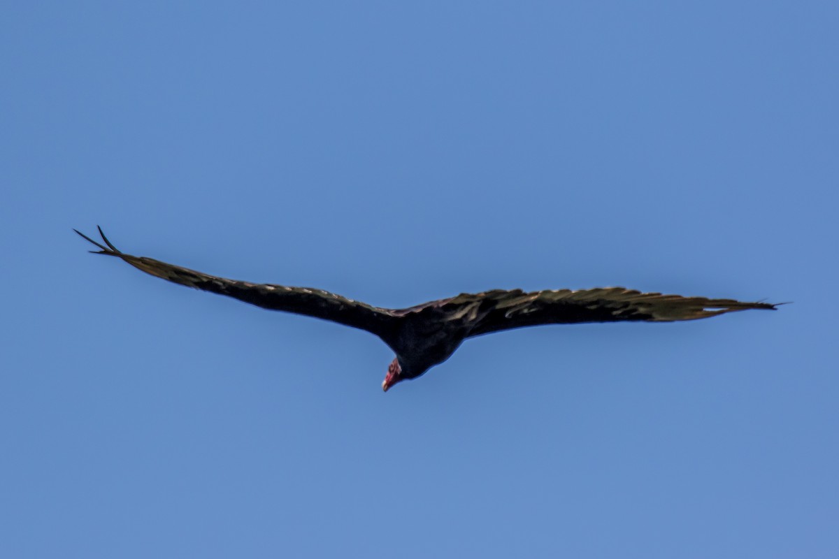 Turkey Vulture - ML437570651