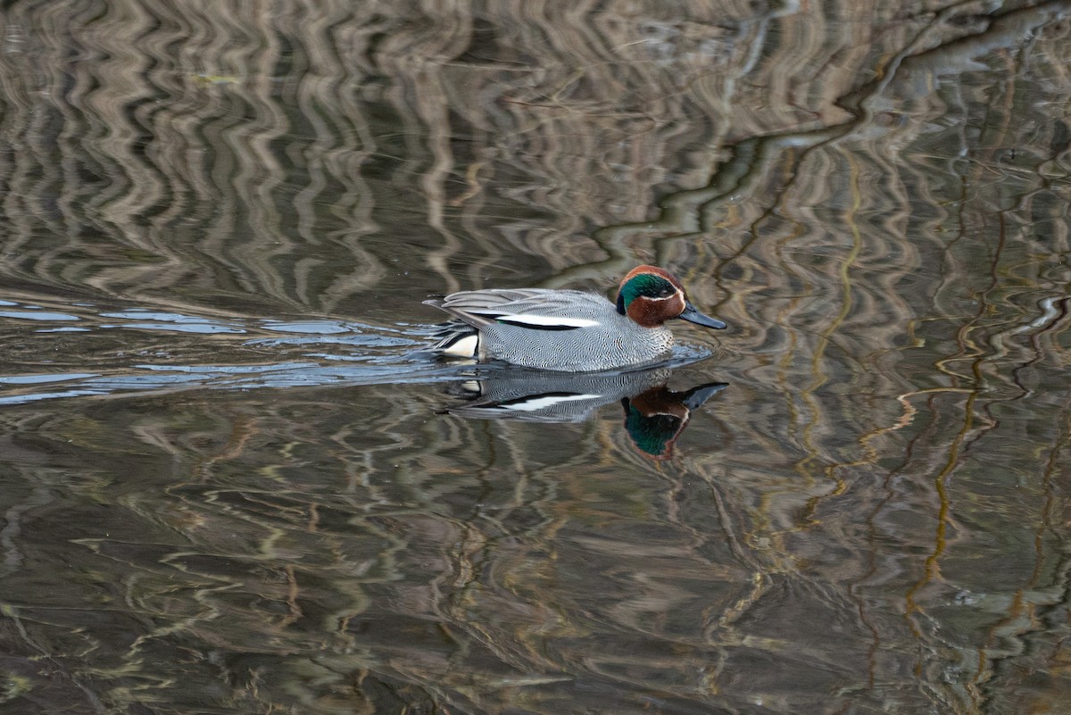 Green-winged Teal - ML437574071