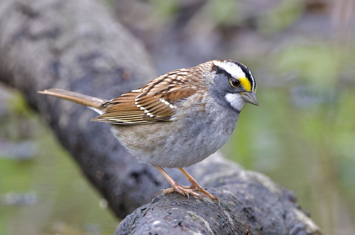 White-throated Sparrow - ML437576171