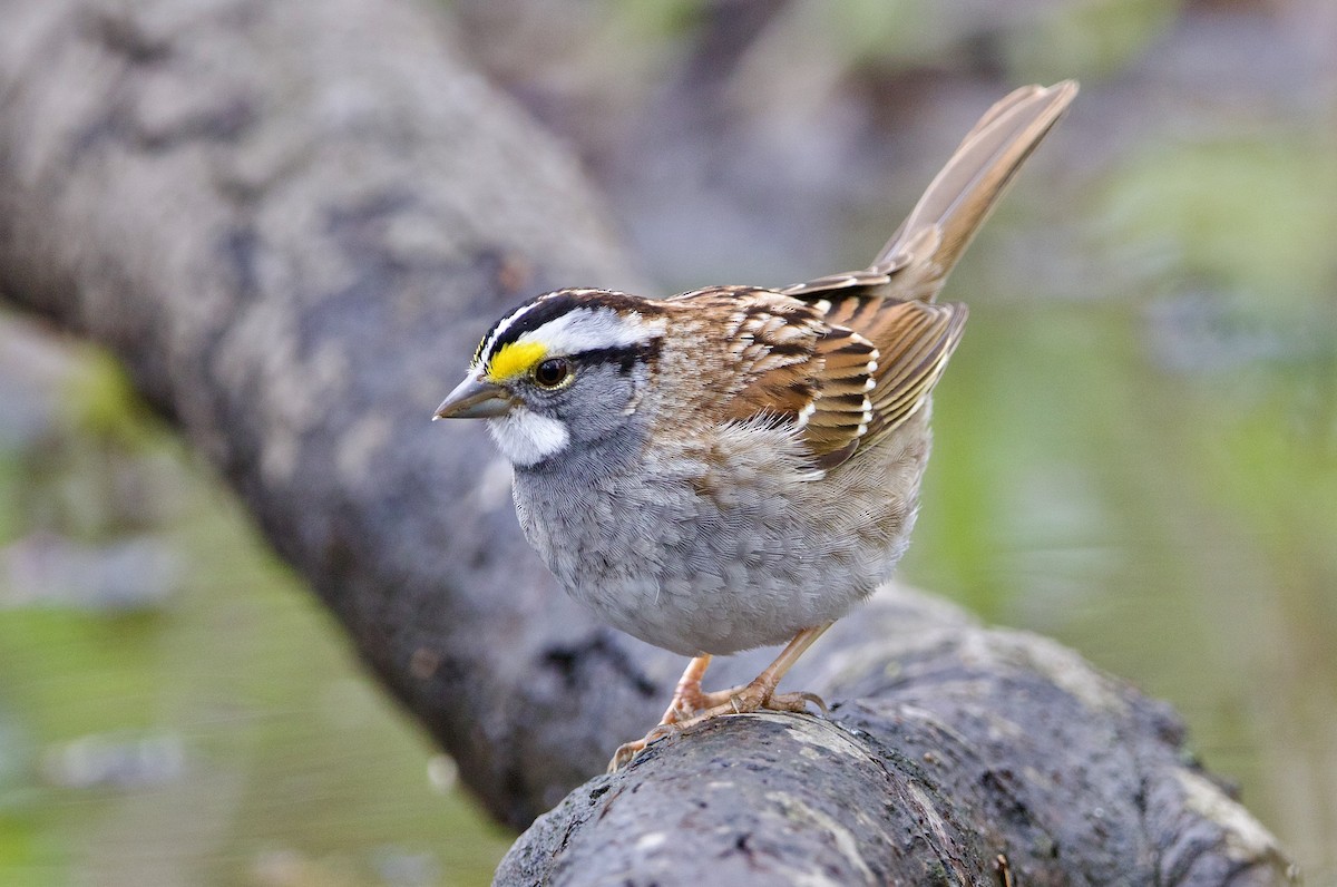 White-throated Sparrow - ML437576181