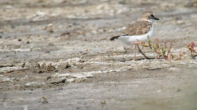 Collared Plover - ML437578271