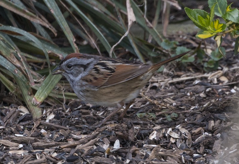 Swamp Sparrow - ML437584401