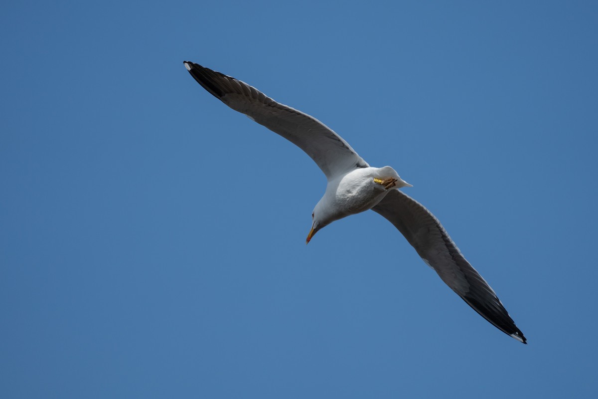 Lesser Black-backed Gull - Biggi 500
