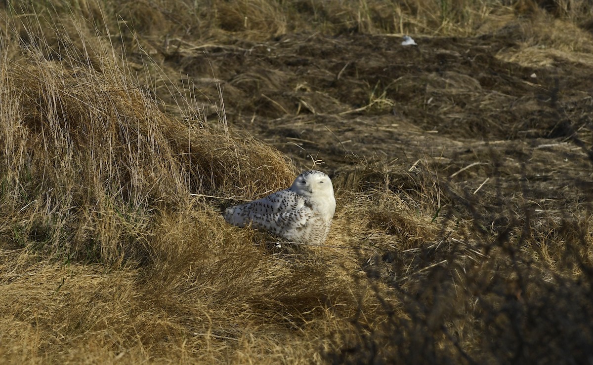 Snowy Owl - ML437590211