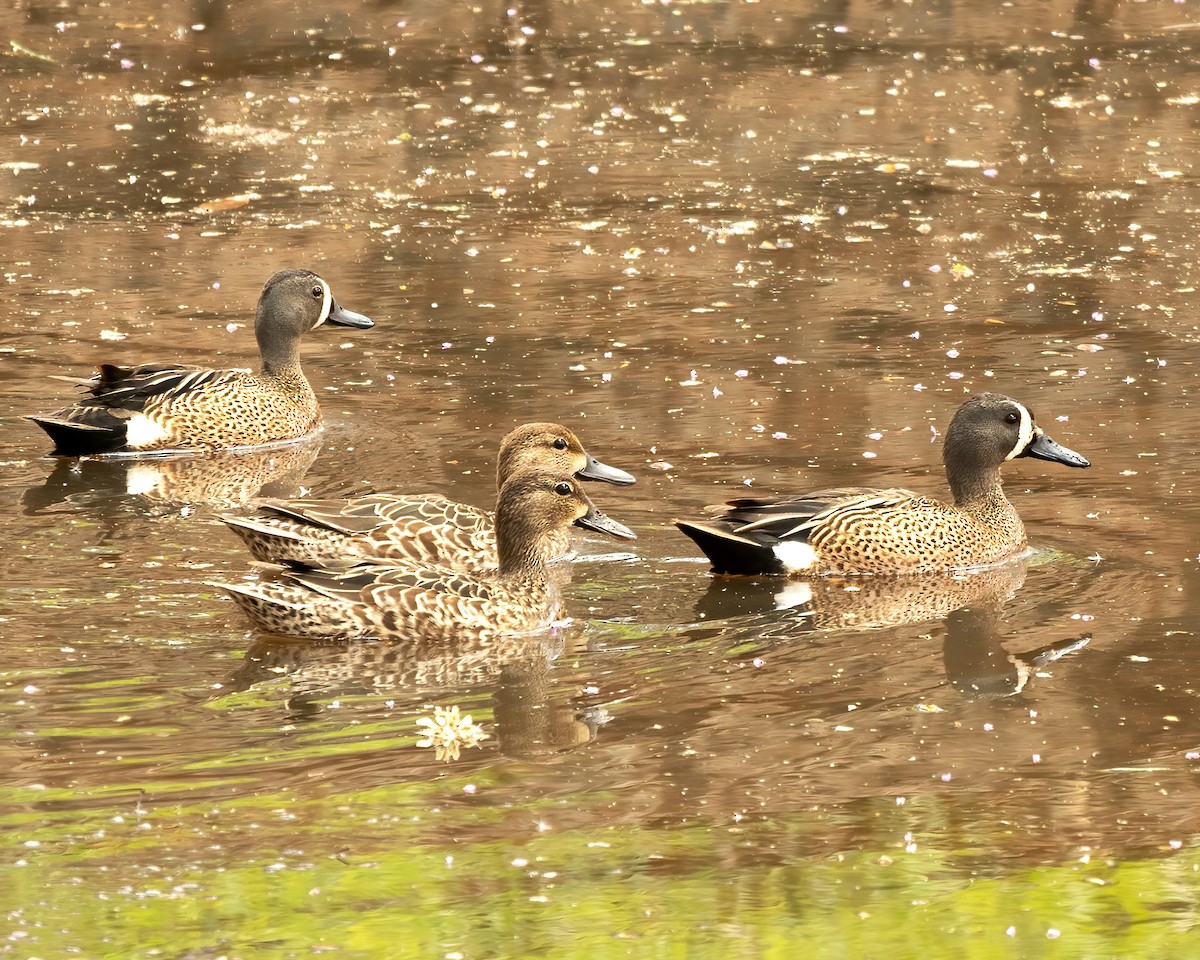 Blue-winged Teal - ML437590401