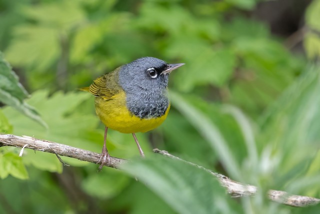 Possible confusion species: MacGillivray's Warbler (<em class="SciName notranslate">Geothlypis tolmiei</em>). - MacGillivray's Warbler - 
