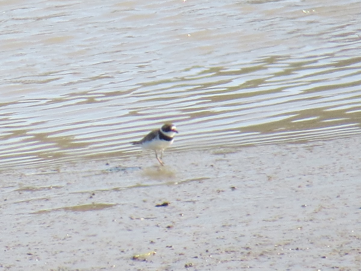 Semipalmated Plover - ML437593171