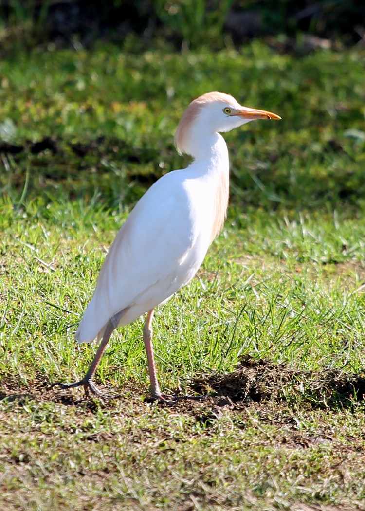 Western Cattle Egret - Nell Moore