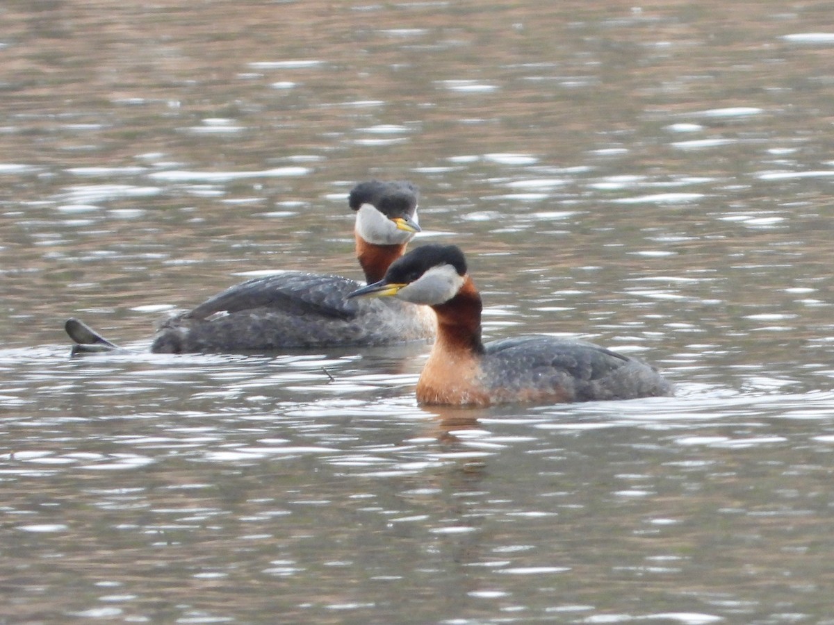 Red-necked Grebe - ML437597801