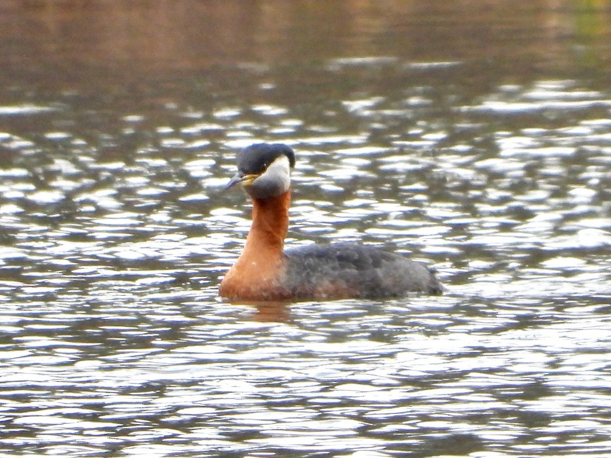 Red-necked Grebe - ML437597841