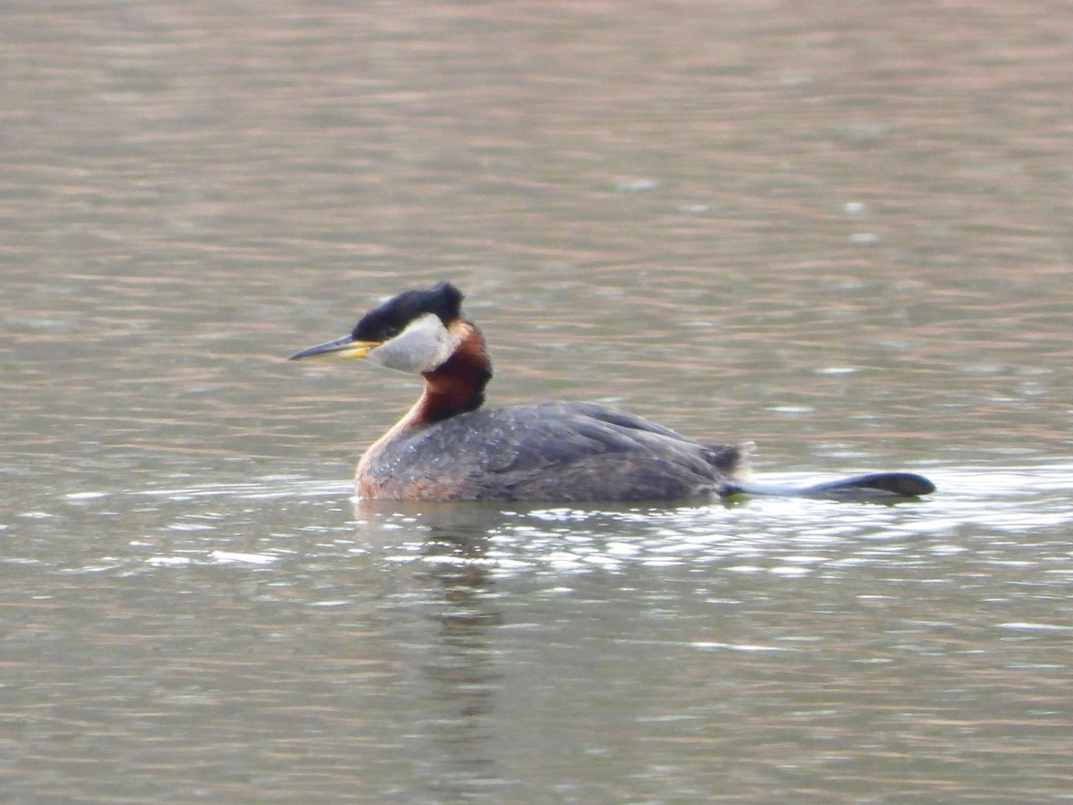 Red-necked Grebe - ML437597861