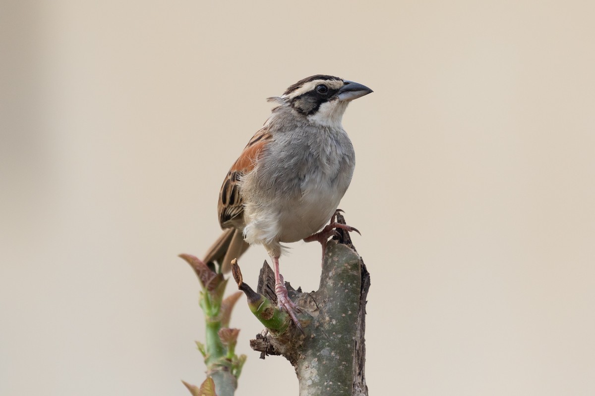 Stripe-headed Sparrow - R M