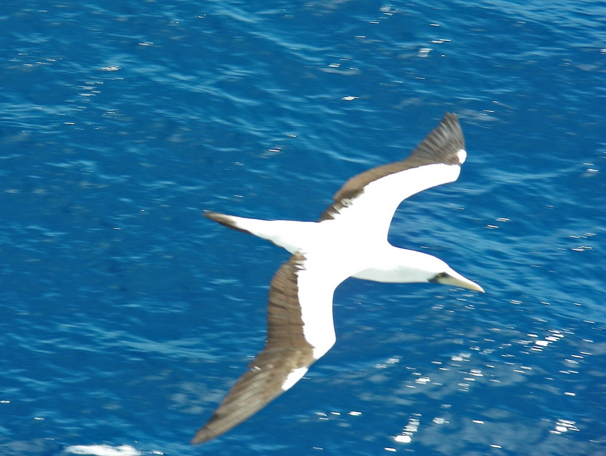 Masked Booby - Fred Peters