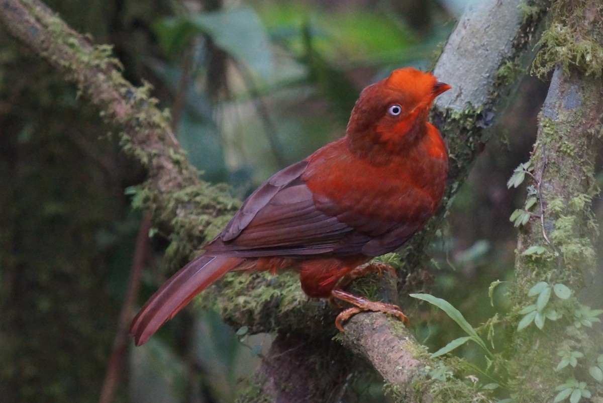 Andean Cock-of-the-rock - Robin Oxley 🦉