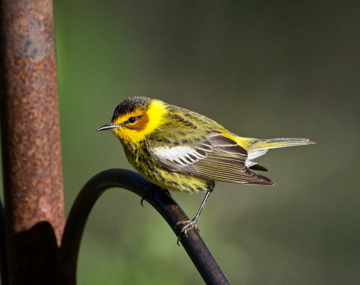 Cape May Warbler - ML437616791
