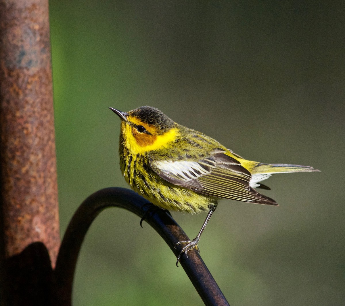 Cape May Warbler - ML437616801