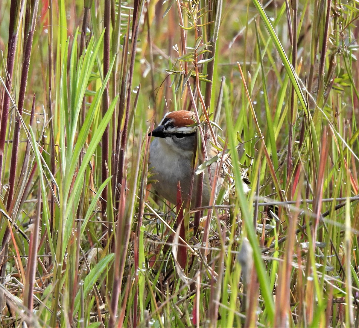 Chipping Sparrow - ML437619061