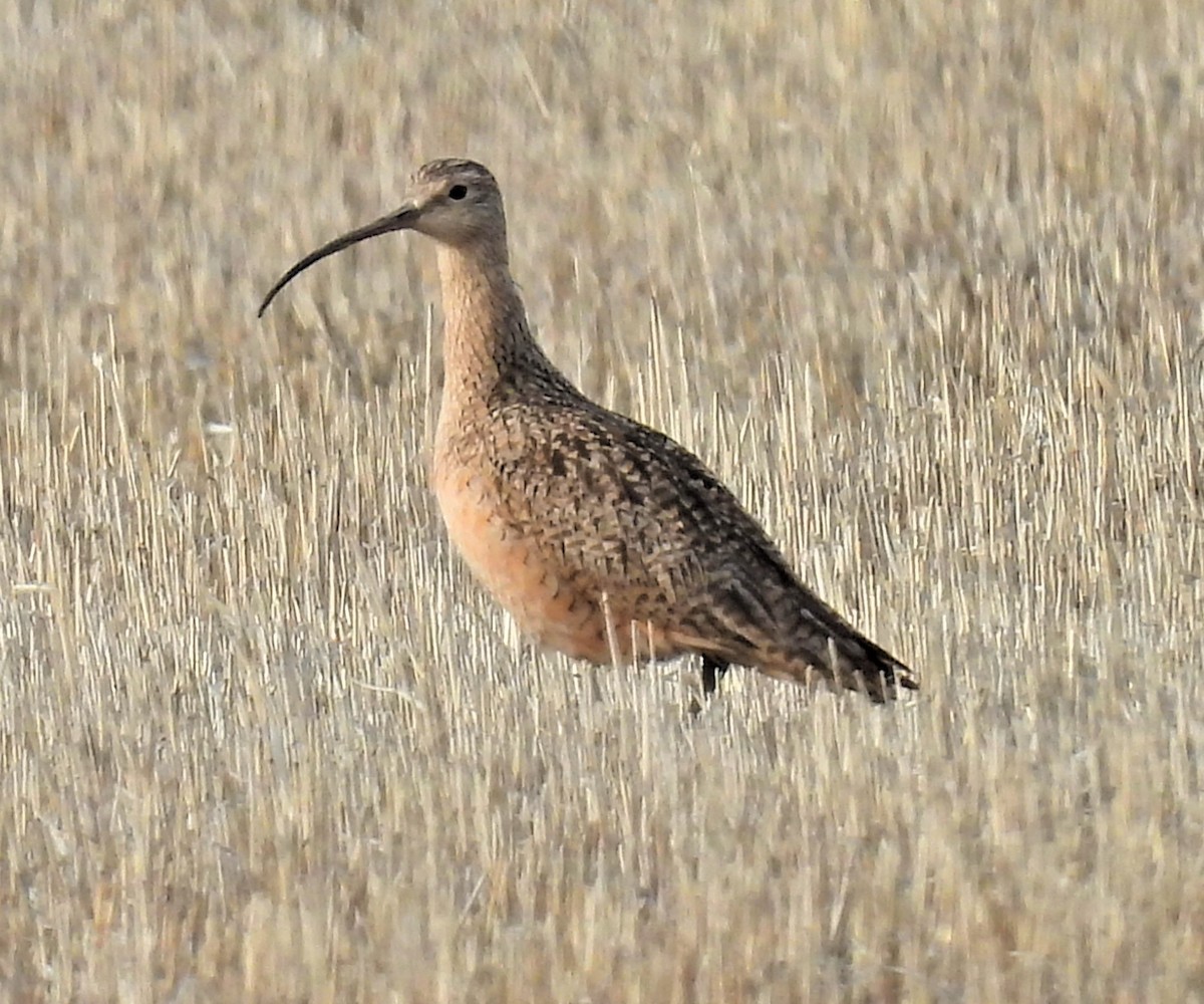 Long-billed Curlew - ML437628201