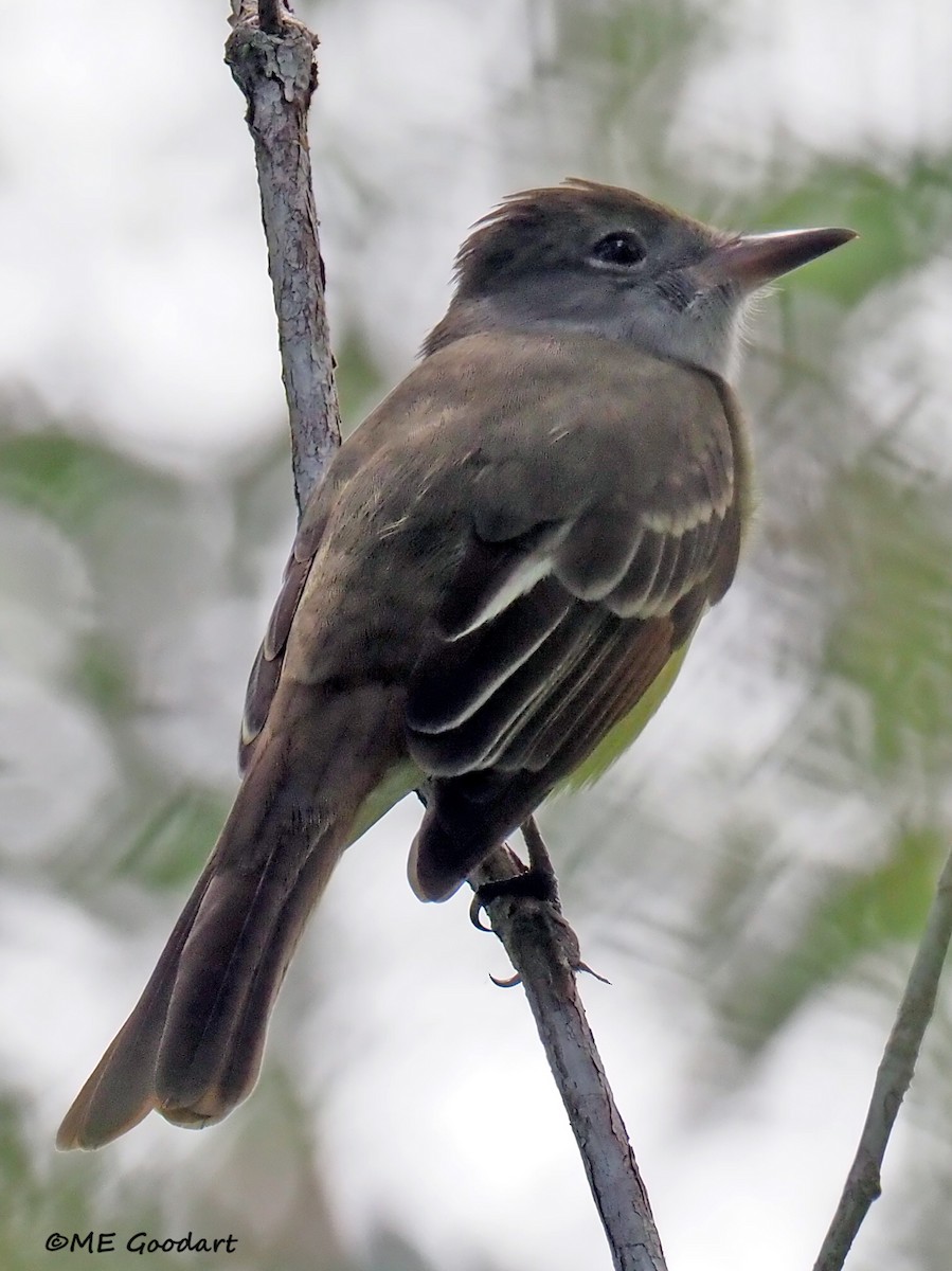 Great Crested Flycatcher - ML437634831