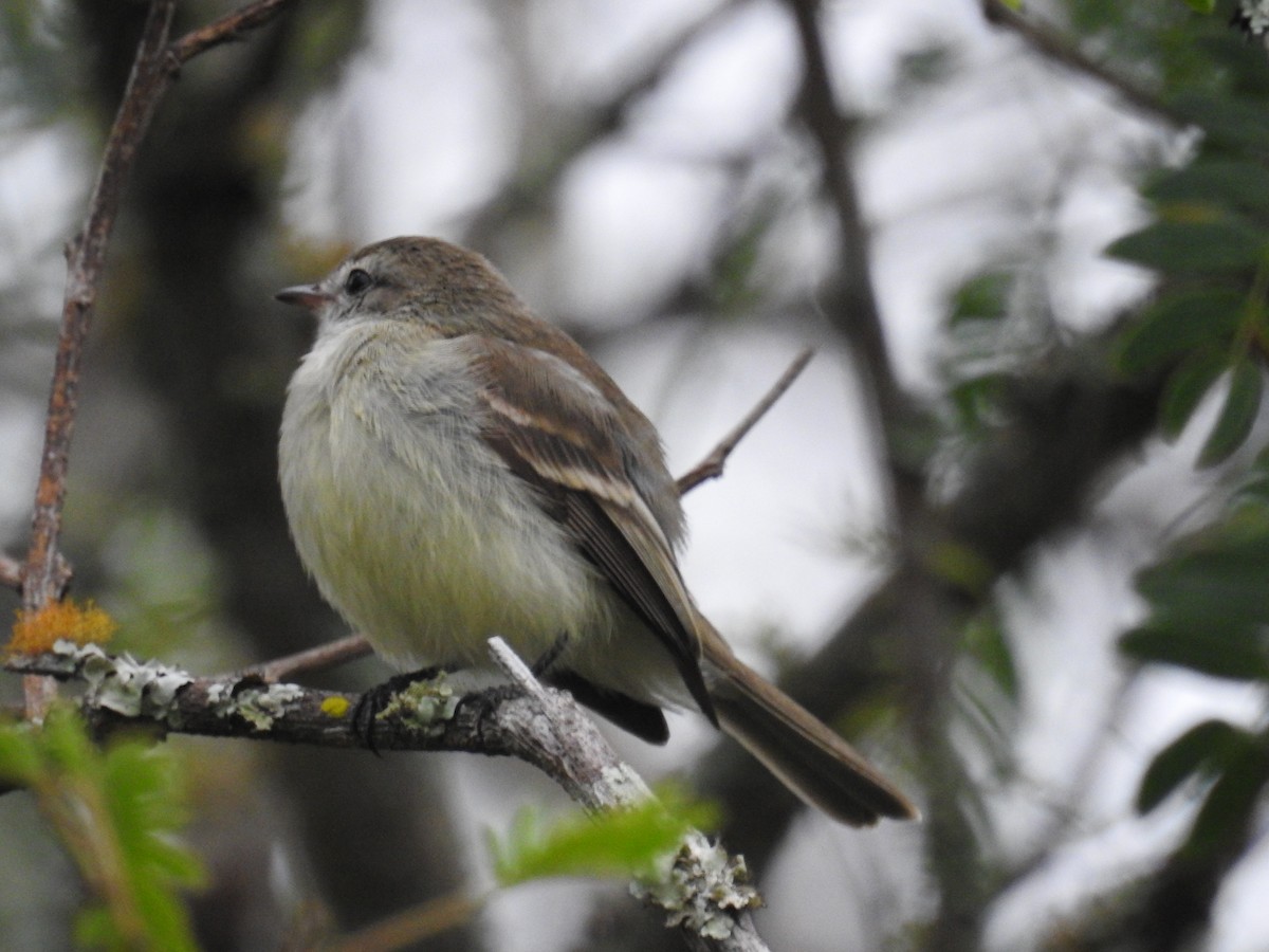 Southern Mouse-colored Tyrannulet - ML437635291