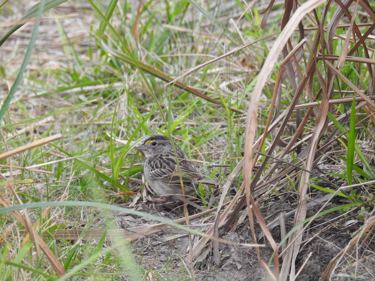 Grassland Sparrow - ML437636971