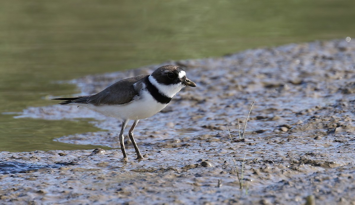 Semipalmated Plover - ML437637001