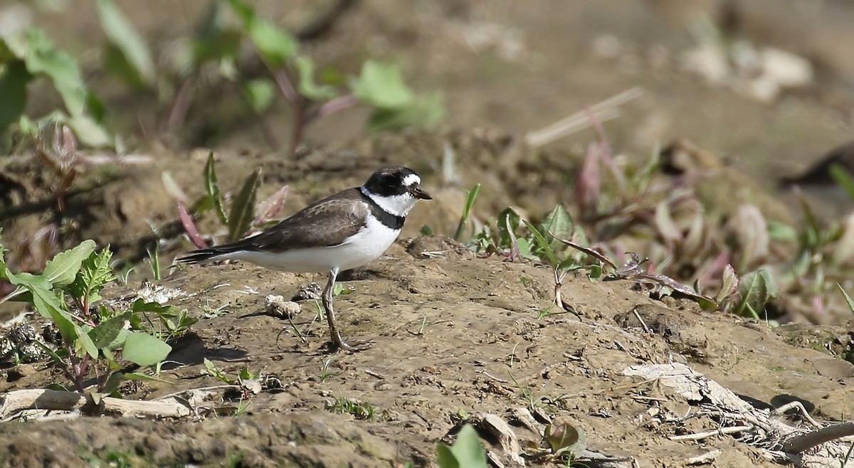 Semipalmated Plover - ML437637011