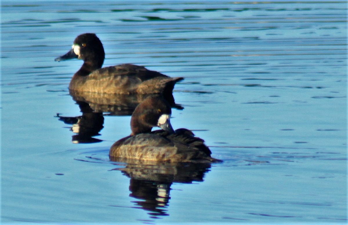Ring-necked Duck - MA 2