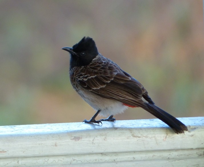 Red-vented Bulbul - ML43764881