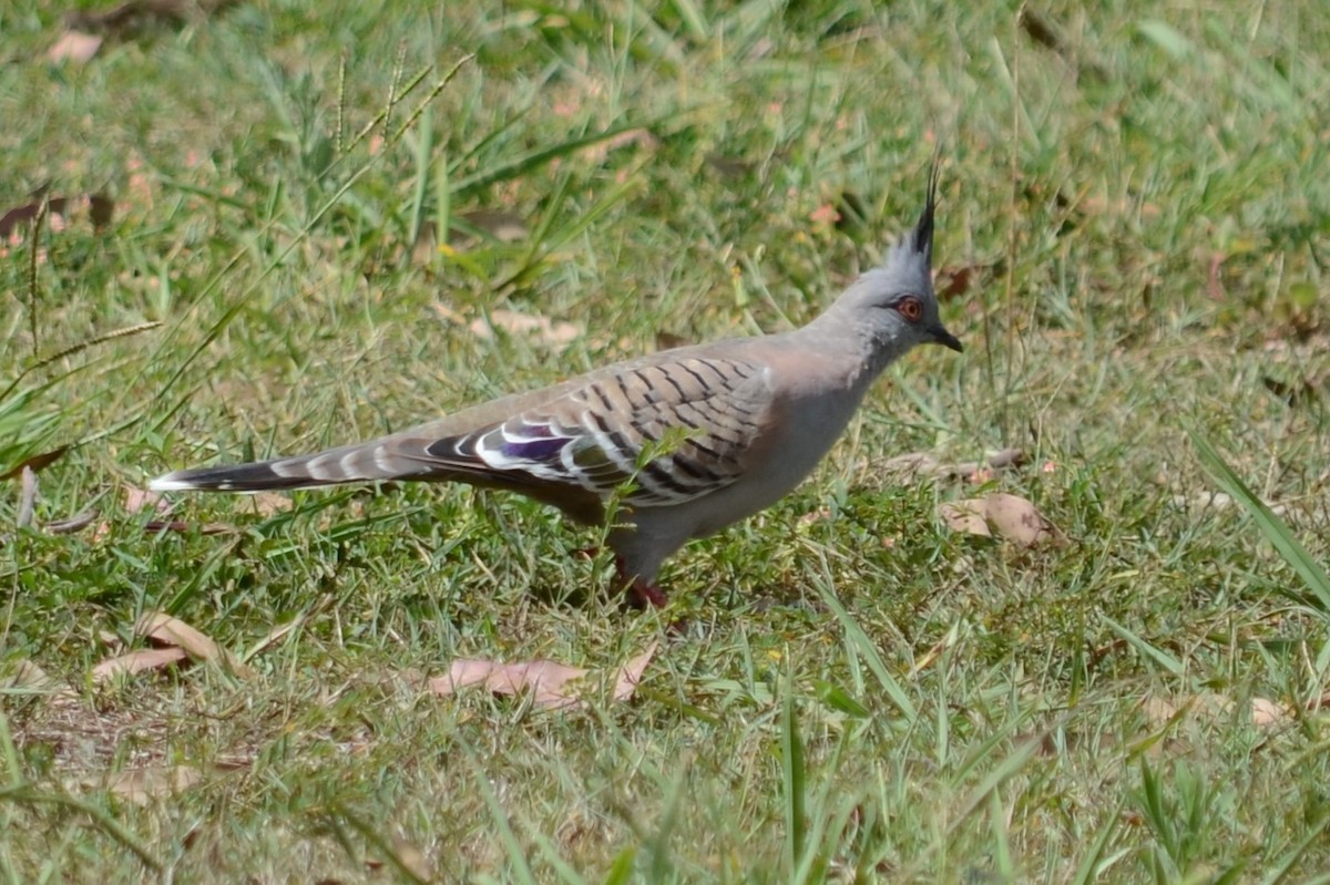 Crested Pigeon - ML43765091