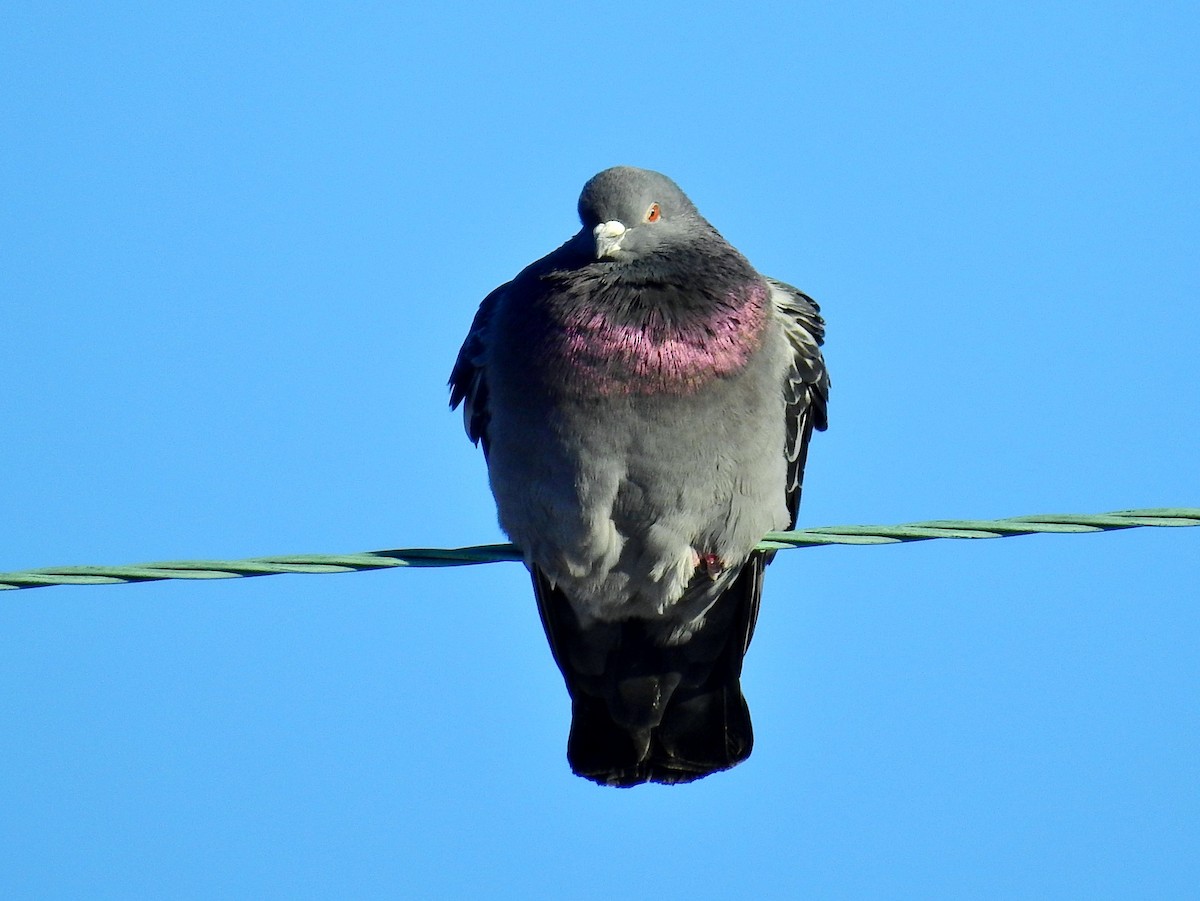 Rock Pigeon (Feral Pigeon) - Bonnie Heinecke